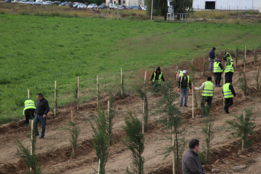 Şəmkirdə keçirilən ağacəkmə aksiyasında 3500 ağac əkildi, növbəti həftə isə daha 10500 ağac əkiləcək