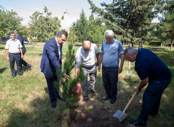 Şəmkirdə Anım Günü ilə bağlı ağacəkmə aksiyası keçirildi