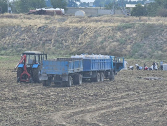 Şəmkirdə kartof yığımı davam edir