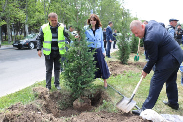 Şəmkirdə Ulu Öndər Heydər Əliyevin doğum gününə həsr olunmuş ağacəkmə aksiyası keçirildi