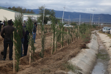 Şəmkirdə keçirilən ağacəkmə aksiyasında 3500 ağac əkildi, növbəti həftə isə daha 10500 ağac əkiləcək