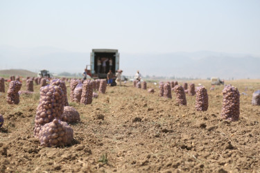 Rəşad Tağıyev əkin sahələrinə baxış keçirib, fermerlərlə görüşüb