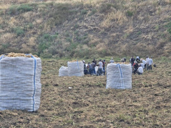 Şəmkirdə kartof yığımı davam edir