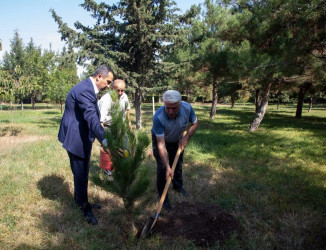 Şəmkirdə Anım Günü ilə bağlı ağacəkmə aksiyası keçirildi