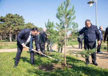 8 Noyabr – Zəfər Günü ilə əlaqədar ağacəkmə aksiyası keçirilib - 24 oktyabr 2025