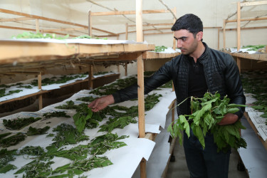 Ölkədə baramaçılığın inkişafı şəmkirli kümçülərin bu sahəyə marağını artırıb. Ötən il əldə edilən yüksək məhsuldarlığın verdiyi bəhrə kümçüləri daha çox məhsul istehsal etməyə sövq edib.