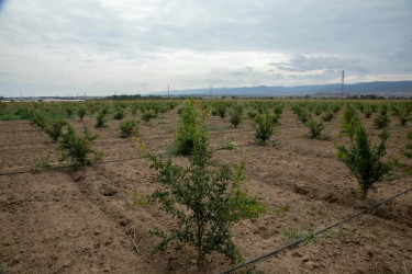 İcra başçısı yeni salınan meyvə bağlarına baxış keçirib