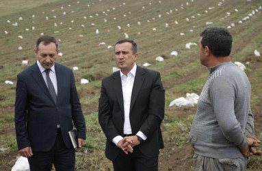 Şəmkirdə kartof sahələrindən yüksək məhsuldarlıq əldə olunur