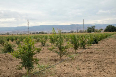 İcra başçısı yeni salınan meyvə bağlarına baxış keçirib