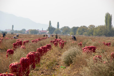 Rəşad Tağıyev fermerlərlə görüşüb, təsərrüfatlara baxış keçirib