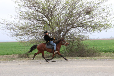 Şəmkirdə Azərbaycan Yorğa atları üzrə Region Kuboku keçirilib