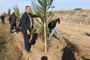 Şəmkirdə “Yaşıl dünya naminə həmrəylik ili” çərçivəsində keçirilən aksiyada 15200 ağac əkildi