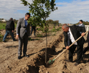 Şəmkirdə “Yaşıl dünya naminə həmrəylik ili” çərçivəsində keçirilən aksiyada 15200 ağac əkildi