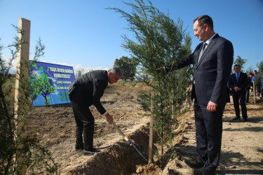 “Yaşıl dünya naminə həmrəylik ili” çərçivəsində Şəmkirdə növbəti ağacəkmə aksiyasında daha 4000 ağac əkildi