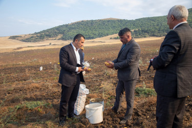 İcra başçısı kartof sahələrində fermerlərlə görüşüb -05 sentyabr 2025