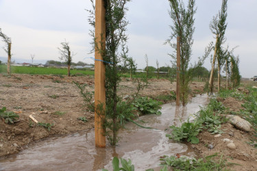 "Konstitusiya və Suverenlik İli" çərçivəsində Şəmkirdə keçirilən ağacəkmə aksiyaları davam edir