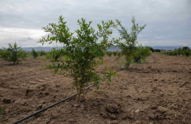İcra başçısı yeni salınan meyvə bağlarına baxış keçirib