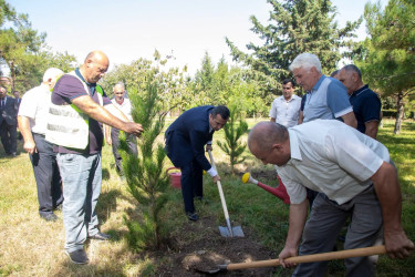Şəmkirdə Anım Günü ilə bağlı ağacəkmə aksiyası keçirildi