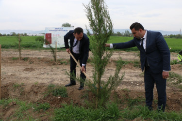 "Konstitusiya və Suverenlik İli" çərçivəsində Şəmkirdə keçirilən ağacəkmə aksiyaları davam edir