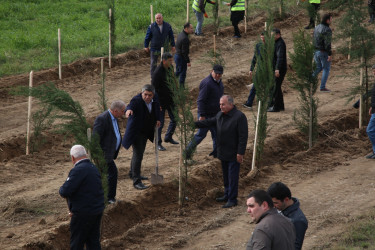 Şəmkirdə keçirilən ağacəkmə aksiyasında 3500 ağac əkildi, növbəti həftə isə daha 10500 ağac əkiləcək