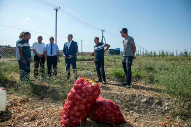 Şəmkirdə fermerlərlə görüşlər davam edir, onlar Dövlət Proqramının imkanları barədə məlumatlandırılır.
