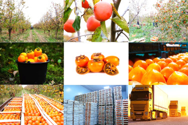 İnkişafın davamlılığı: rayon üzrə icra olunan işlərə ümumi baxış