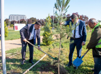 8 Noyabr – Zəfər Günü ilə əlaqədar ağacəkmə aksiyası keçirilib - 24 oktyabr 2025
