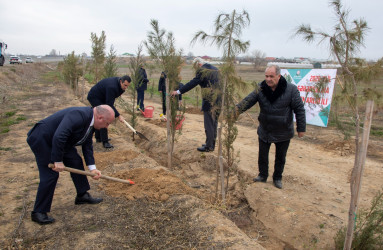 Şəmkirdə “Şəhərsalma və Memarlıq İli” çərçivəsində ağacəkmə aksiyası keçirilib