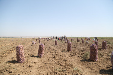 Rəşad Tağıyev əkin sahələrinə baxış keçirib, fermerlərlə görüşüb