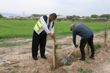 "Konstitusiya və Suverenlik İli" çərçivəsində Şəmkirdə keçirilən ağacəkmə aksiyaları davam edir