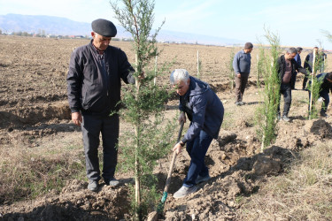 Şəmkirdə “Yaşıl dünya naminə həmrəylik ili” çərçivəsində keçirilən aksiyada 15200 ağac əkildi