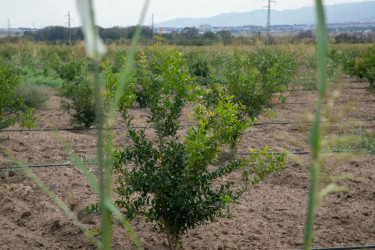 İcra başçısı yeni salınan meyvə bağlarına baxış keçirib