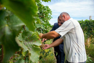 Rayonumuzda üzüm bağlarına baxış keçirildi, fermerlər Dövlət Proqramı barədə məlumatlandırıldı.