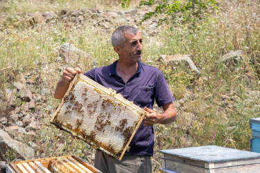 İcra başçısı bu dəfə arıçılıq təsərrüfatına baş çəkib.