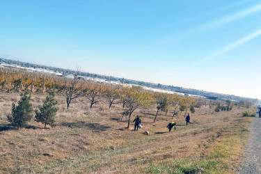 Şəmkirdə genişmiqyaslı daxili iməclik təşkil olunub