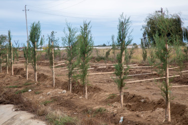 Şəmkirdə keçirilən ağacəkmə aksiyasında 3500 ağac əkildi, növbəti həftə isə daha 10500 ağac əkiləcək