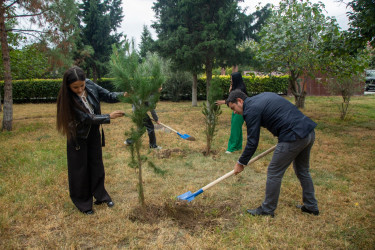 Şəmkirdə Anım Günü münasibətilə ağacəkmə aksiyası keçirilib