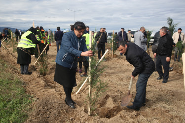 Şəmkirdə keçirilən ağacəkmə aksiyasında 3500 ağac əkildi, növbəti həftə isə daha 10500 ağac əkiləcək