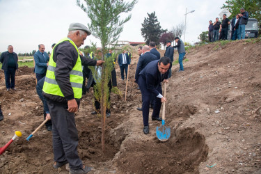Şəmkir dairəsinin sağ istiqamətinə 150 ədəd ağac əkildi