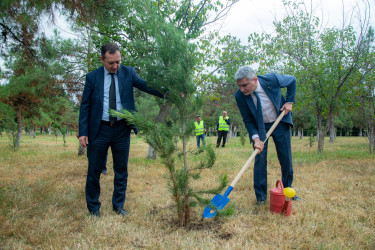 Şəmkirdə Anım Günü münasibətilə ağacəkmə aksiyası keçirilib