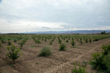 İcra başçısı yeni salınan meyvə bağlarına baxış keçirib