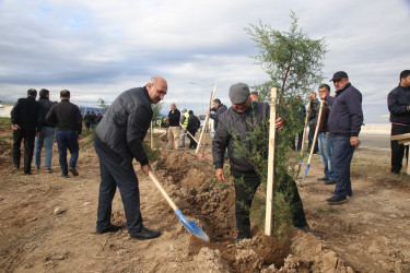 Şəmkirdə keçirilən ağacəkmə aksiyasında 3500 ağac əkildi, növbəti həftə isə daha 10500 ağac əkiləcək