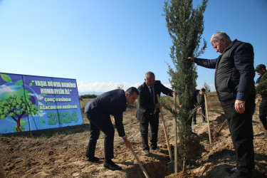 “Yaşıl dünya naminə həmrəylik ili” çərçivəsində Şəmkirdə növbəti ağacəkmə aksiyasında daha 4000 ağac əkildi