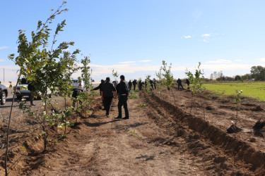 Şəmkirdə “Yaşıl dünya naminə həmrəylik ili” çərçivəsində keçirilən aksiyada 15200 ağac əkildi