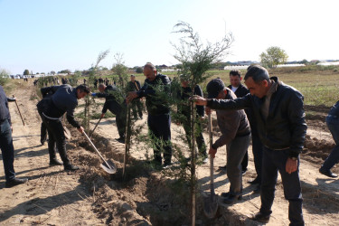 “Yaşıl dünya naminə həmrəylik ili” çərçivəsində Şəmkirdə növbəti ağacəkmə aksiyasında daha 4000 ağac əkildi