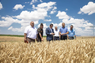 Şəmkirdə biçin aparılan taxıl sahələrinə baxış keçirilib
