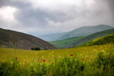 Rəşad Tağıyev Dağ Cəyir kəndində dəmyə şəraitində yetişdirilən taxıl sahələrinə baxış keçirib.