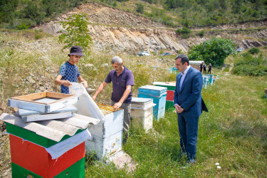 İcra başçısı bu dəfə arıçılıq təsərrüfatına baş çəkib.