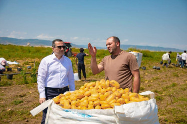 İcra başçısı kartof yığımı aparılan sahələrdə fermerlərlə görüşüb