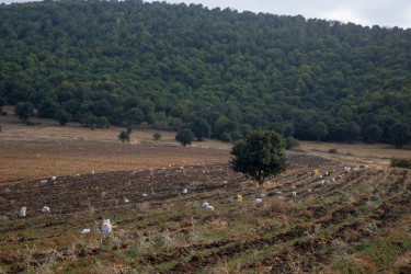 İcra başçısı kartof sahələrində fermerlərlə görüşüb -05 sentyabr 2025